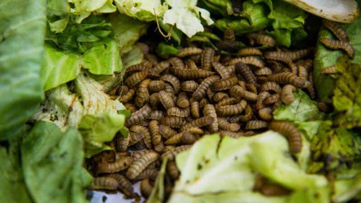 Cara Pemanfaatan Maggot dan Biochar dalam Pertanian
