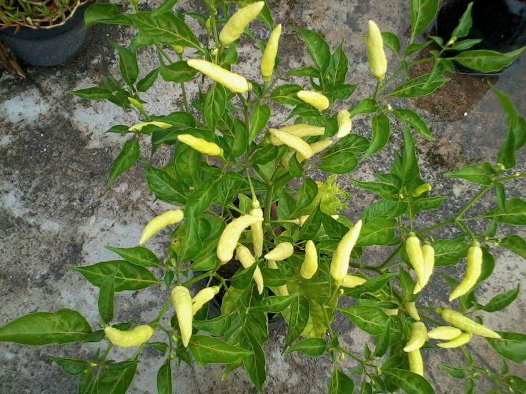 . Penerapan Biochar Pezano untuk Menghidupkan Kembali Cabai yang Pertumbuhannya Terlambat